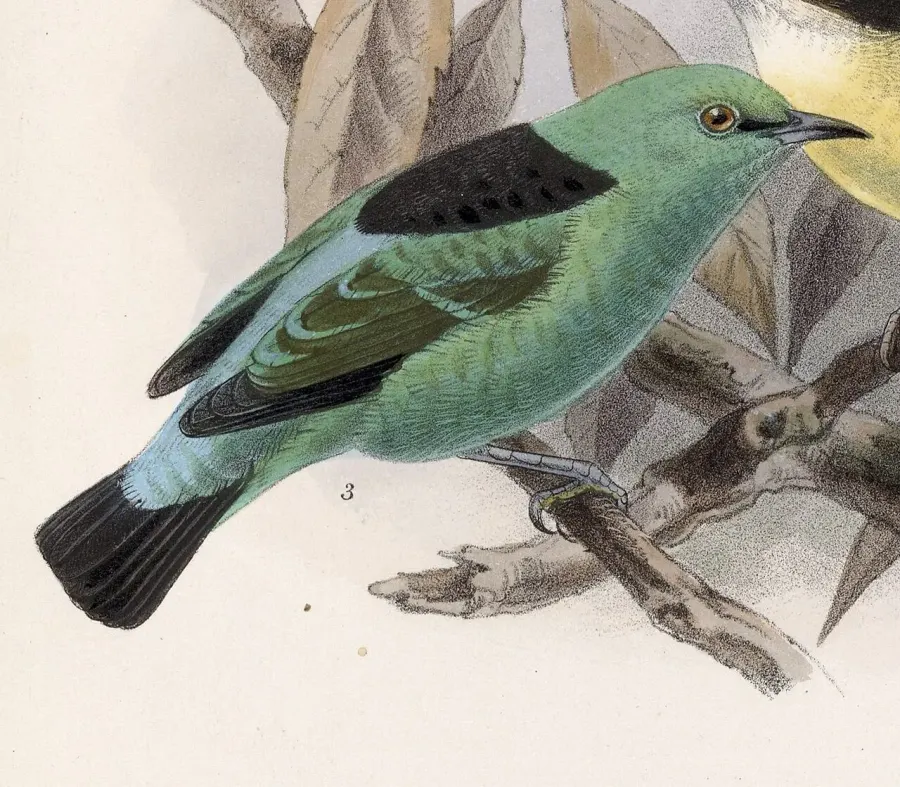 La carte Dacnis vert