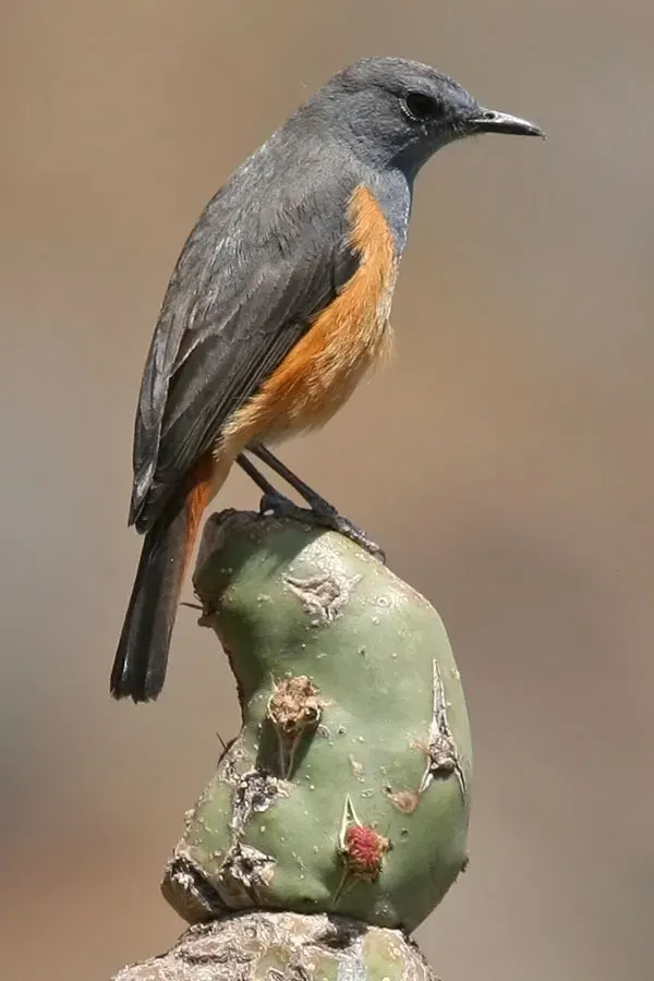 The Little rock thrush card