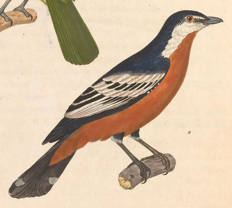 The Rufous-bellied triller card