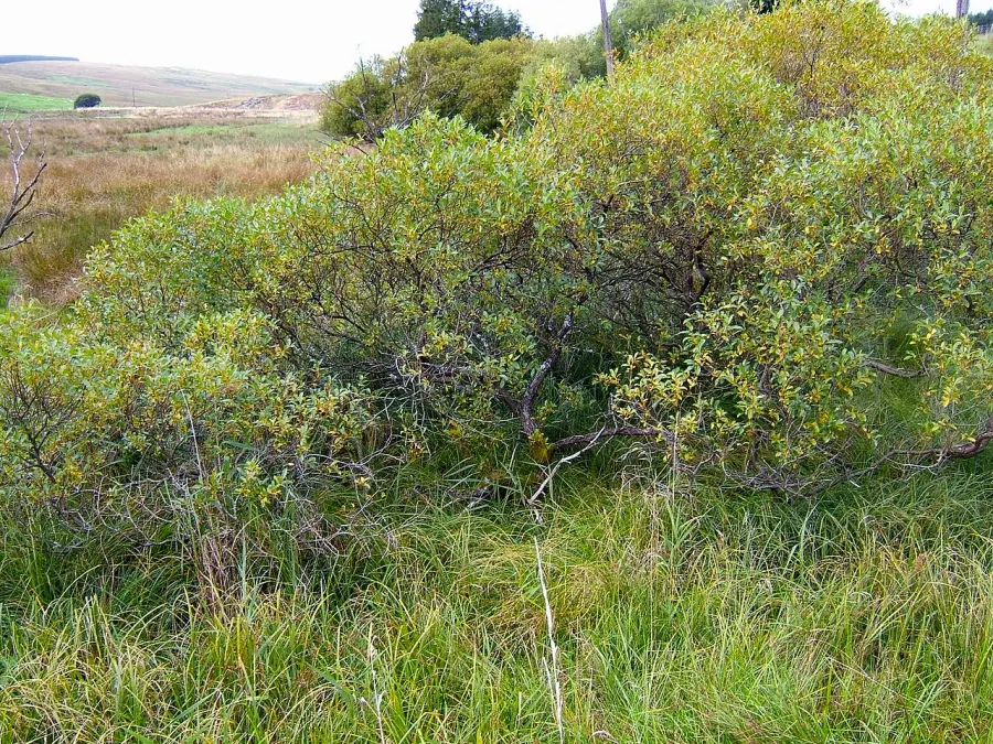 La carte Salix pentandra