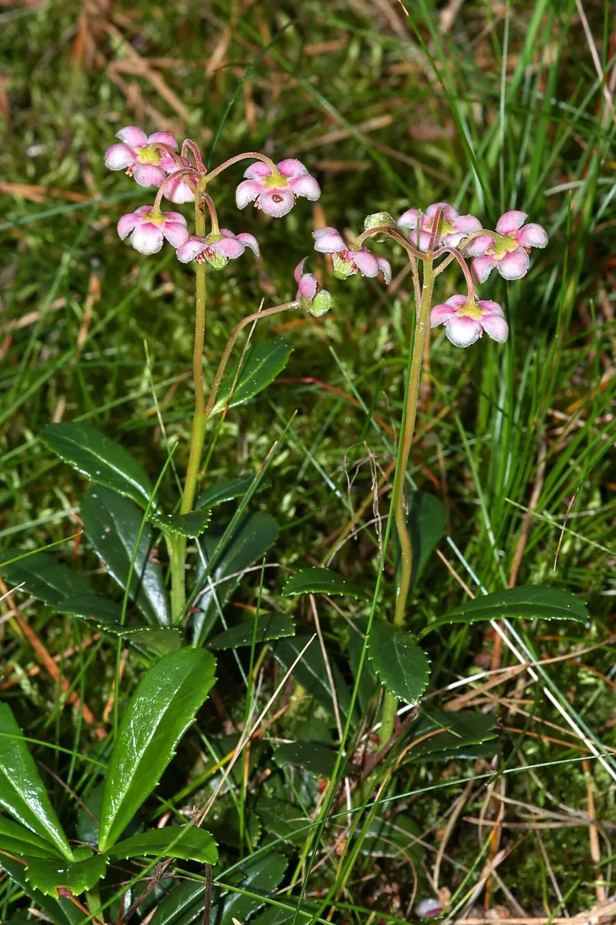 La carte Chimaphila umbellata