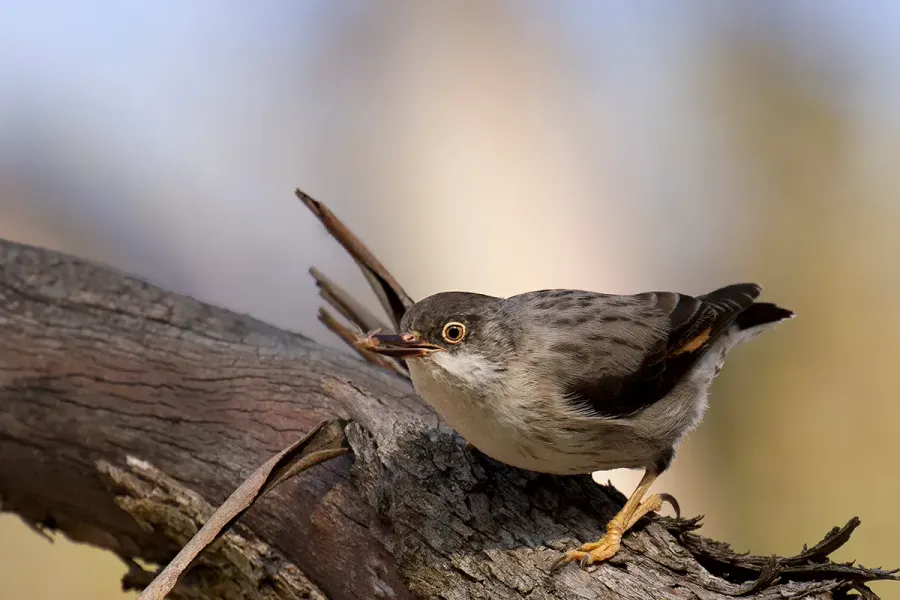 The Varied sittella card