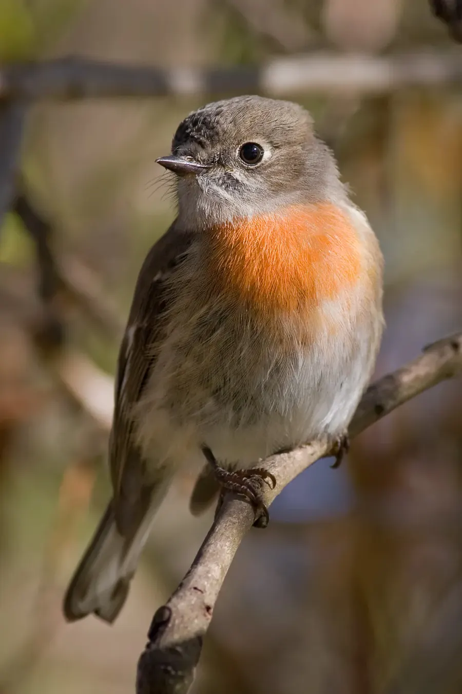 The Scarlet robin card