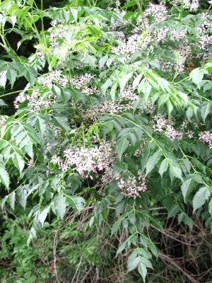 La carte Meliaceae