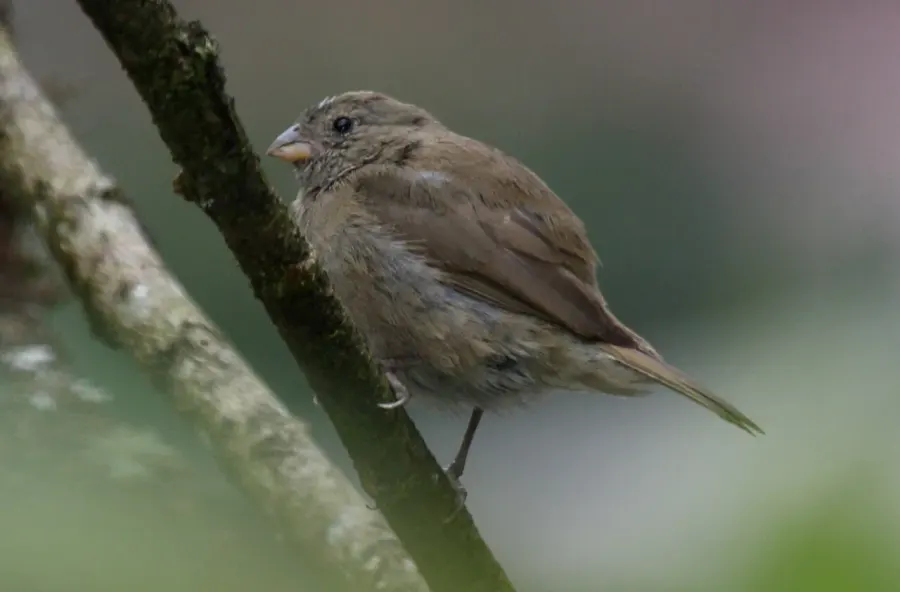 The Dull-coloured grassquit card