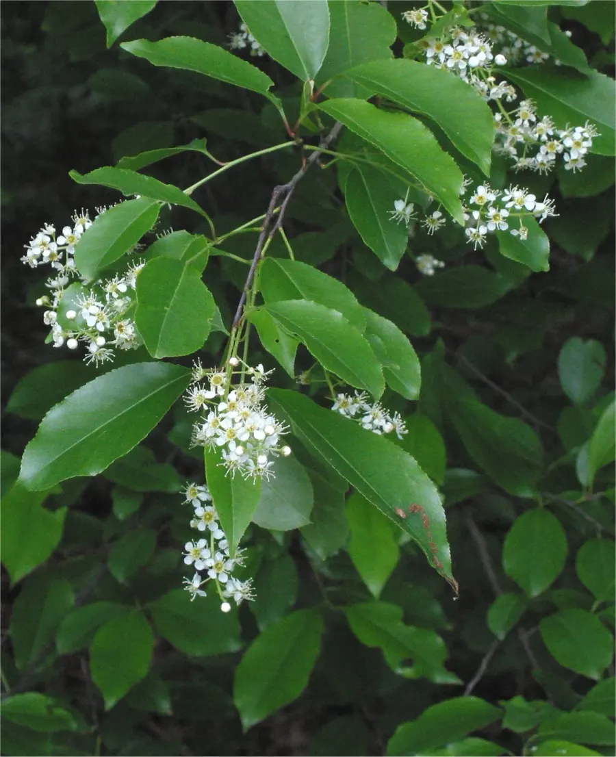 The Prunus serotina card