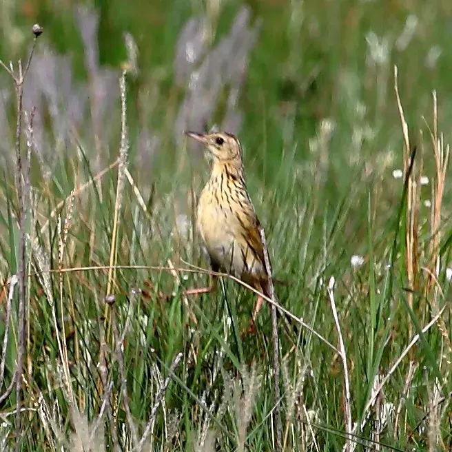 La carte Pipit ocré