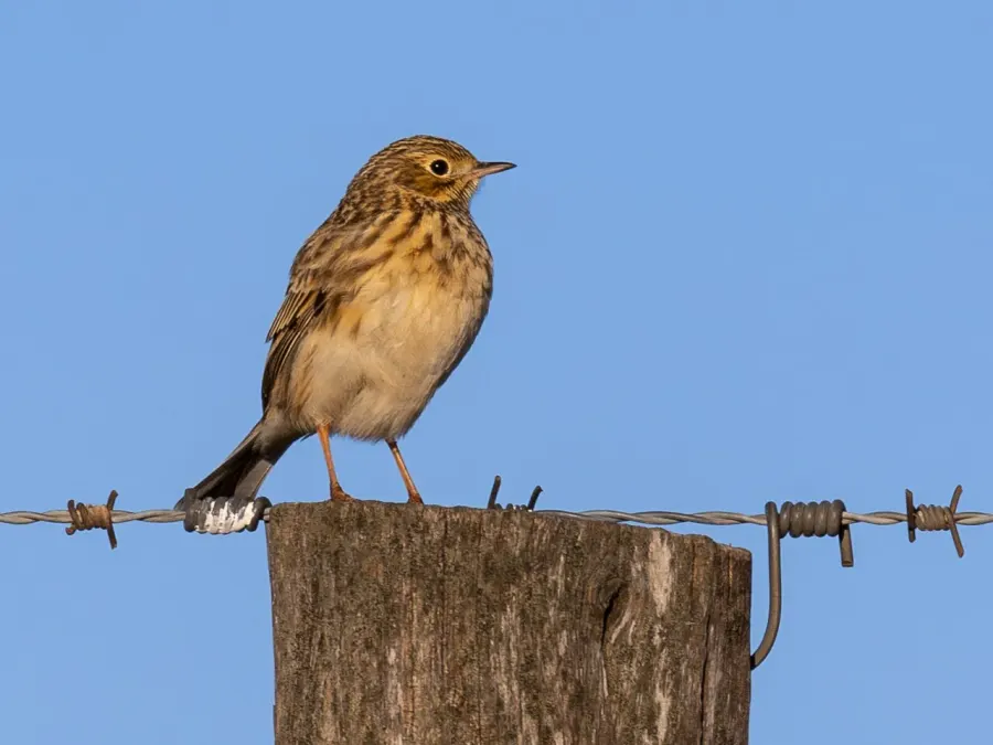 La carte Pipit du Chaco