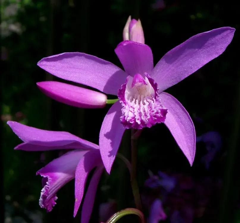 The Bletilla striata card