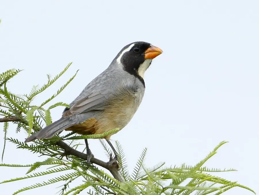The Golden-billed saltator card