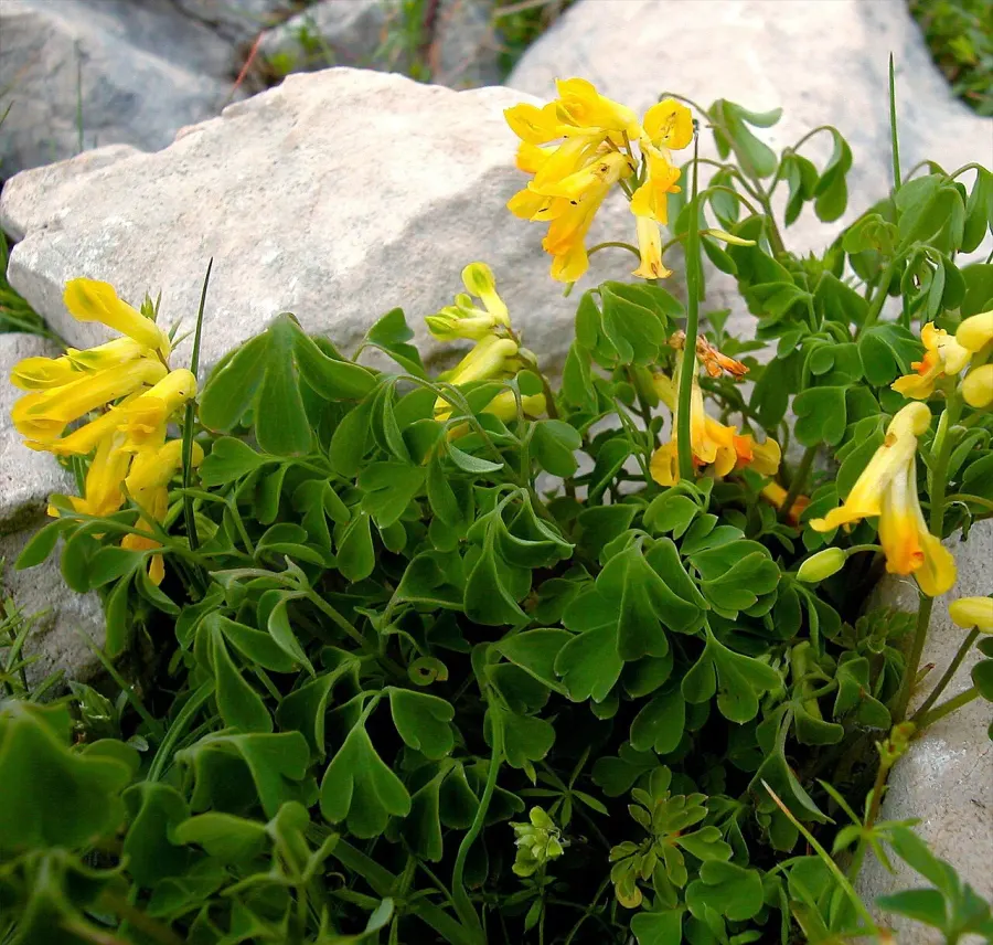 The Pseudofumaria lutea card