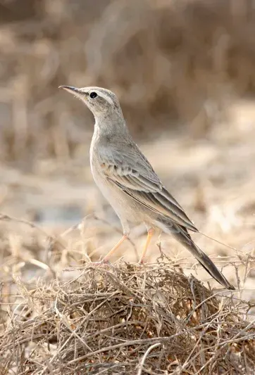 La carte Pipit à long bec
