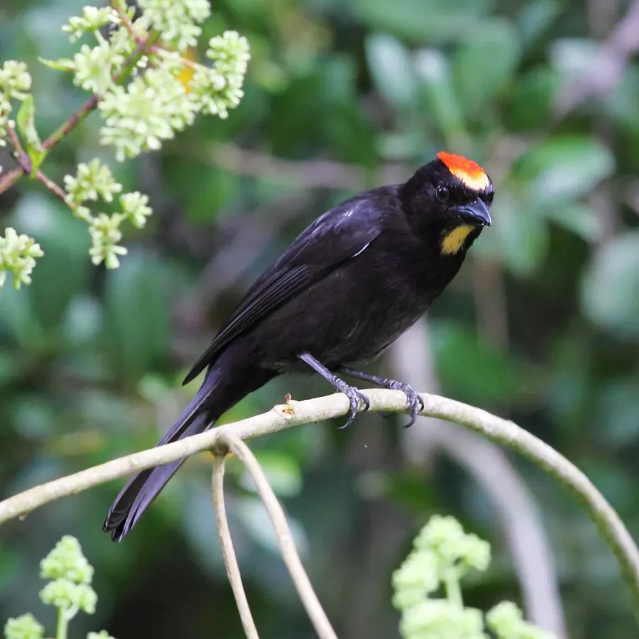 The Flame-crested tanager card