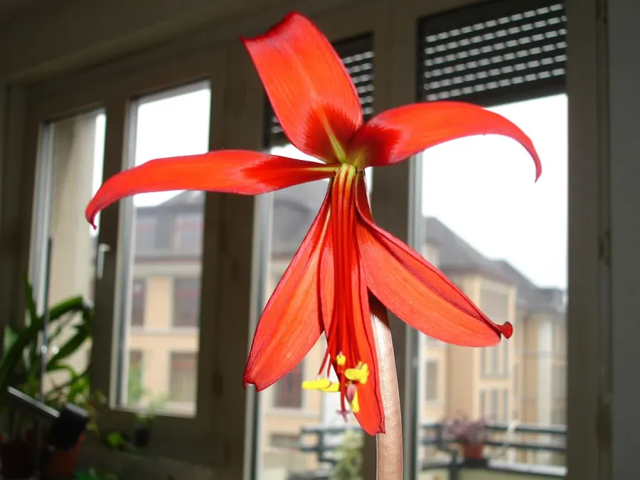 The Zephyranthes formosissima card