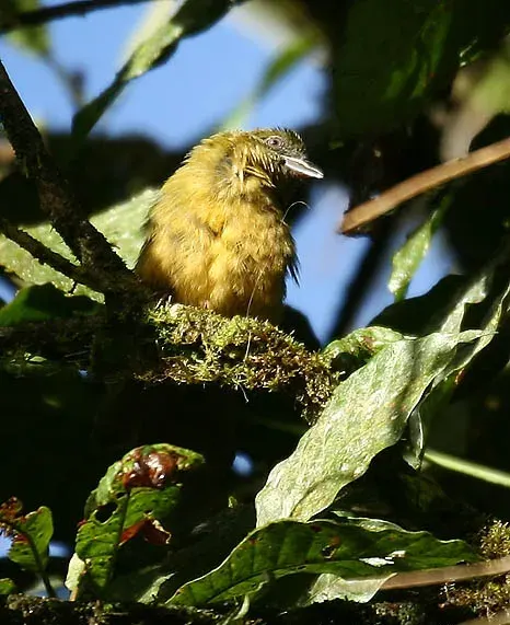 The Ochre-breasted tanager card
