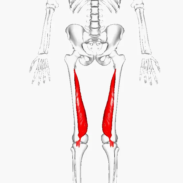 The Vastus medialis card