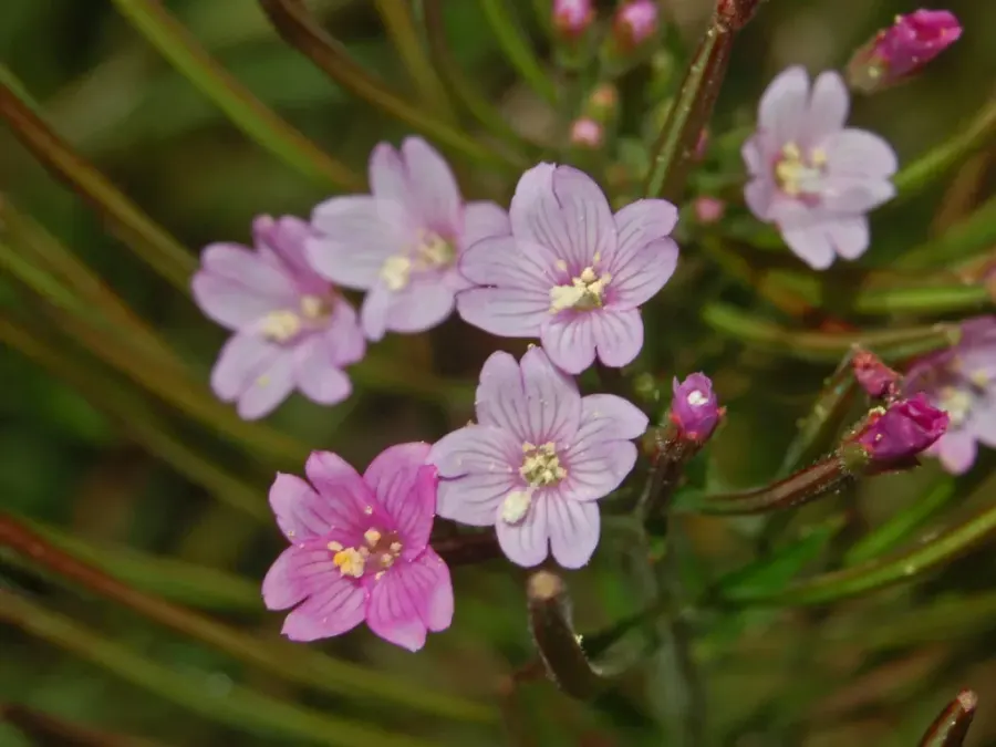 La carte Epilobium parviflorum