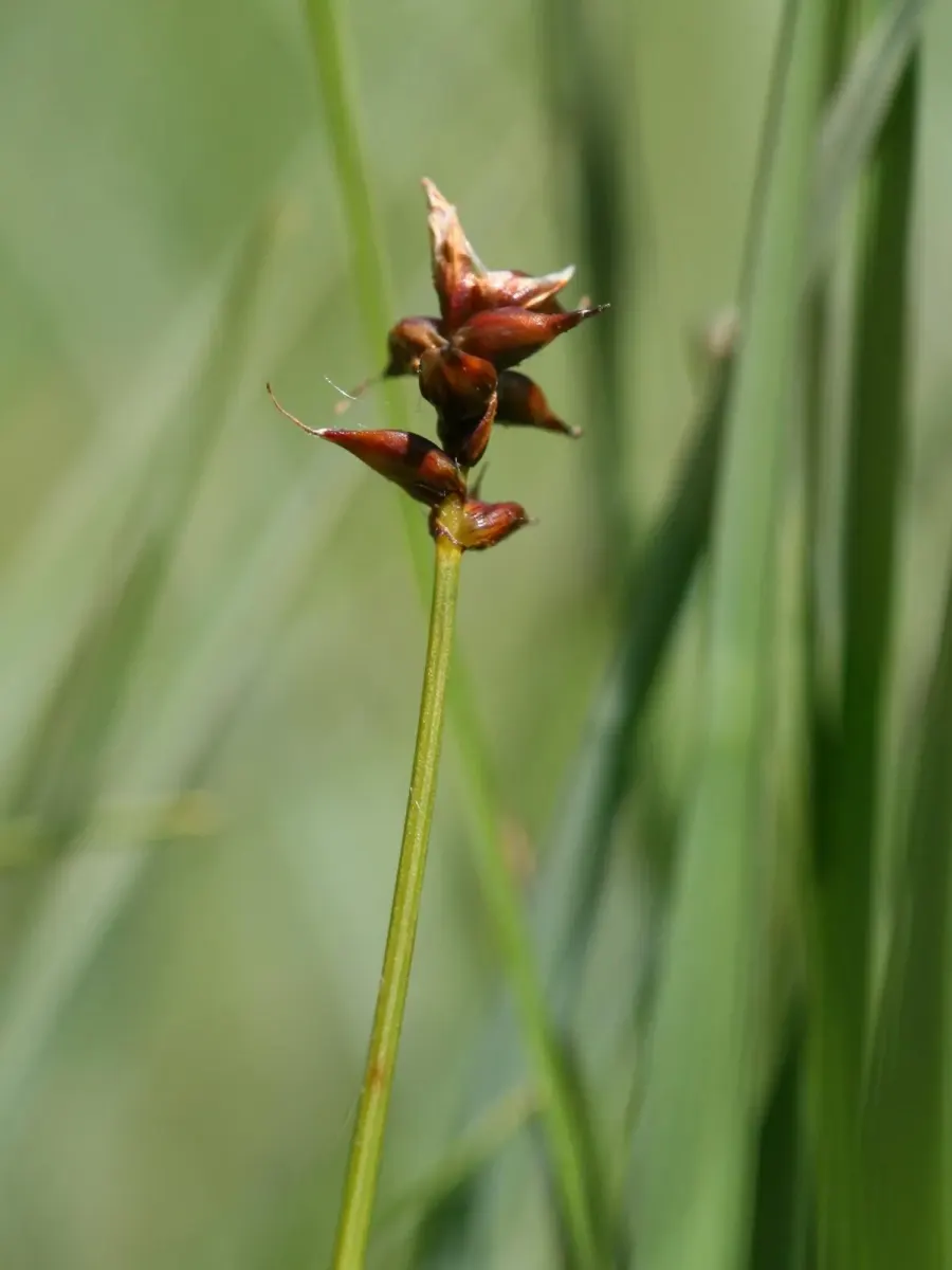 La carte Carex dioica