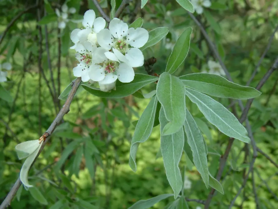 The Pyrus salicifolia card