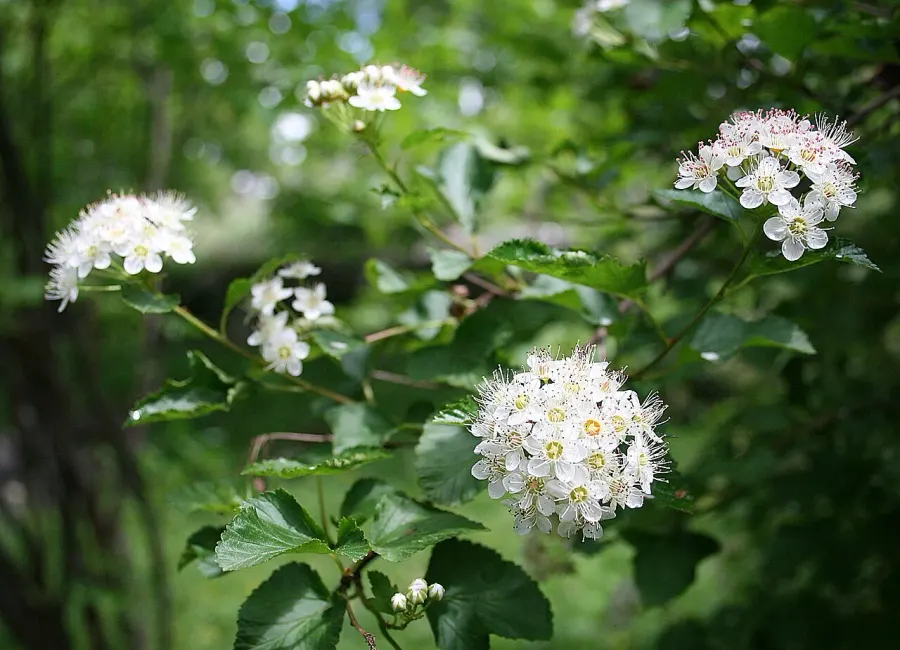 La carte Physocarpus opulifolius