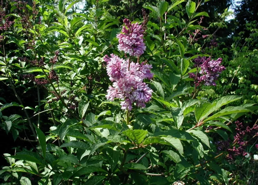 The Syringa josikaea card