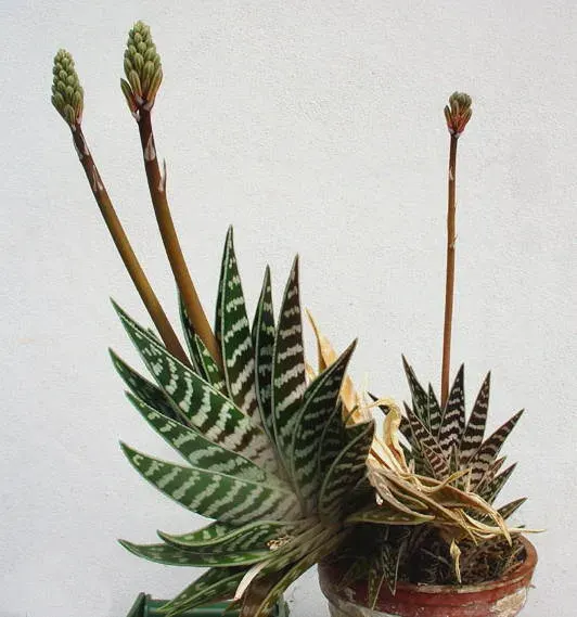 La carte Aloe variegata