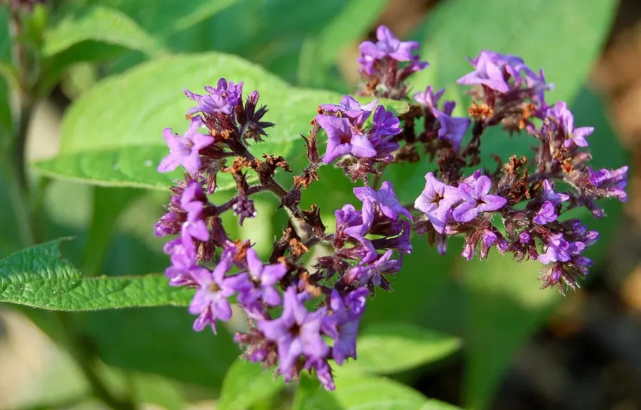 The Heliotropium arborescens card