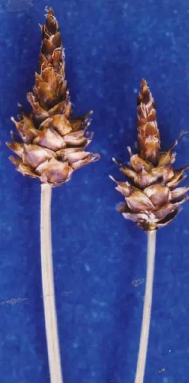 La carte Carex capitata