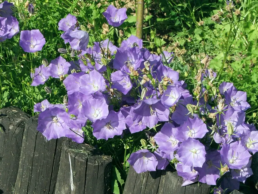 The Campanula carpatica card