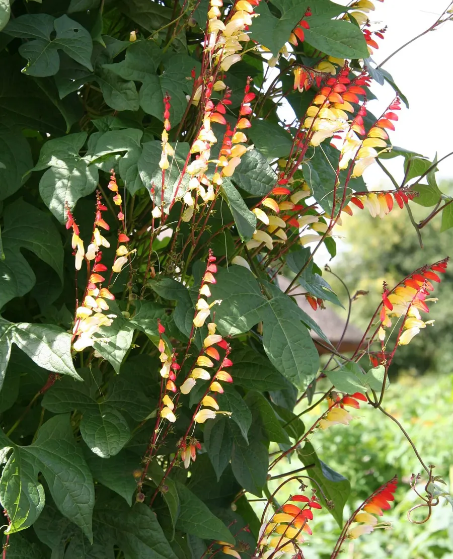 The Ipomoea lobata card