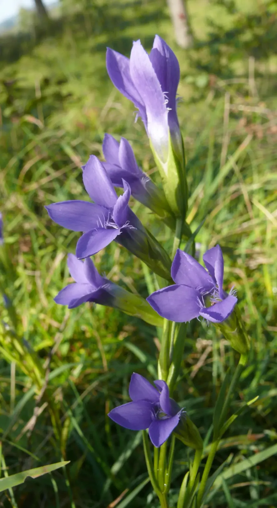 La carte Gentianopsis