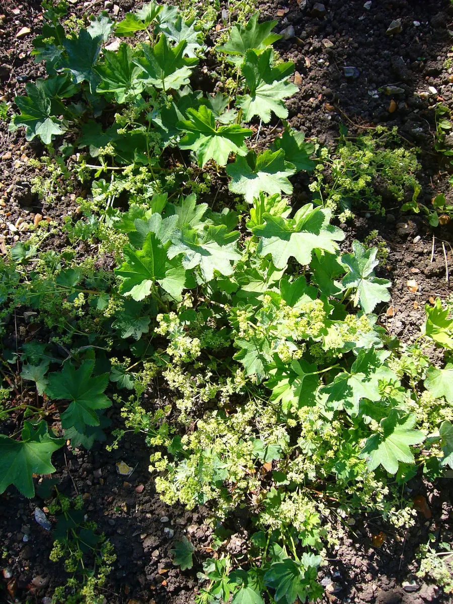 La carte Alchemilla glabra