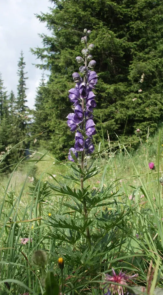 The Aconitum napellus card