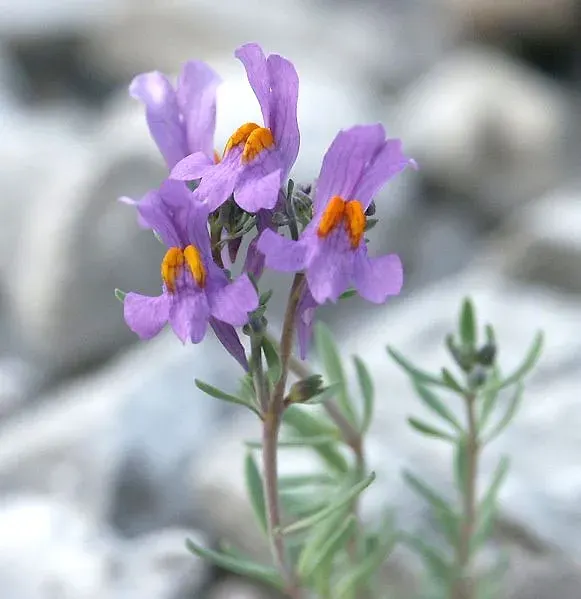 The Linaria alpina card
