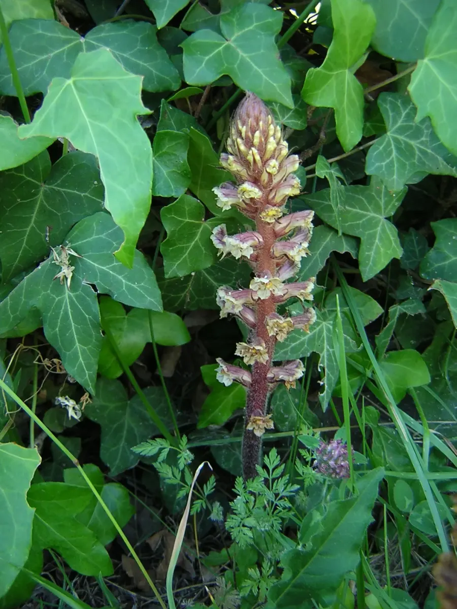 The Orobanche hederae card