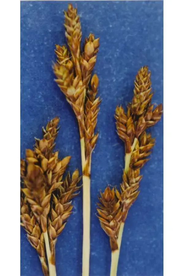 The Carex brunnescens card