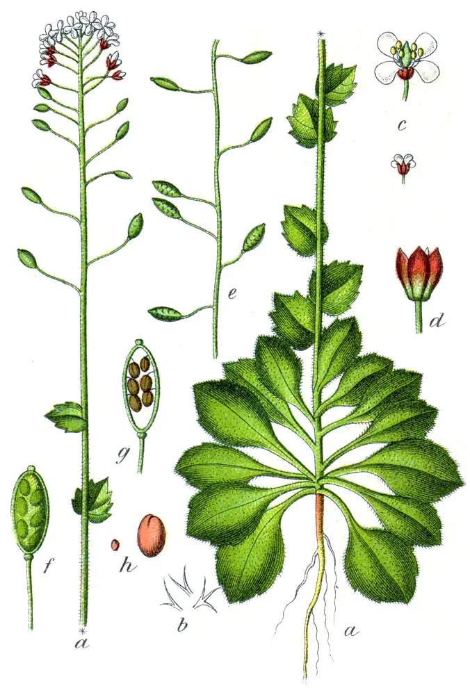 The Draba muralis card