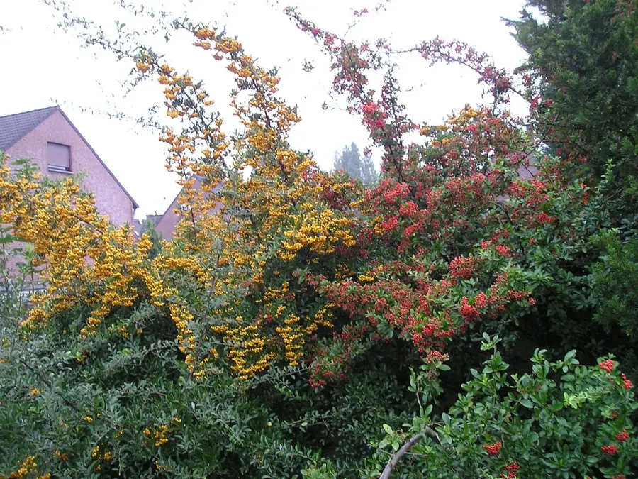 La carte Pyracantha coccinea