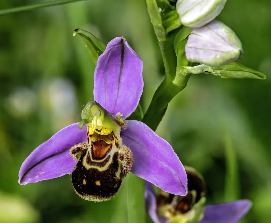 The Ophrys apifera card