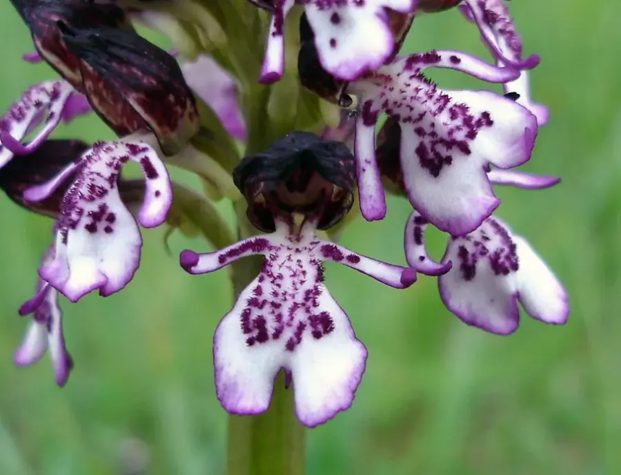 La carte Orchis pourpre