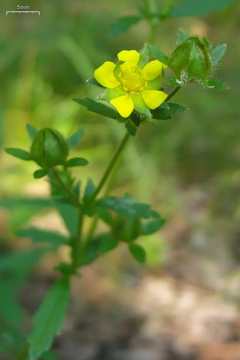 The Potentilla norvegica card
