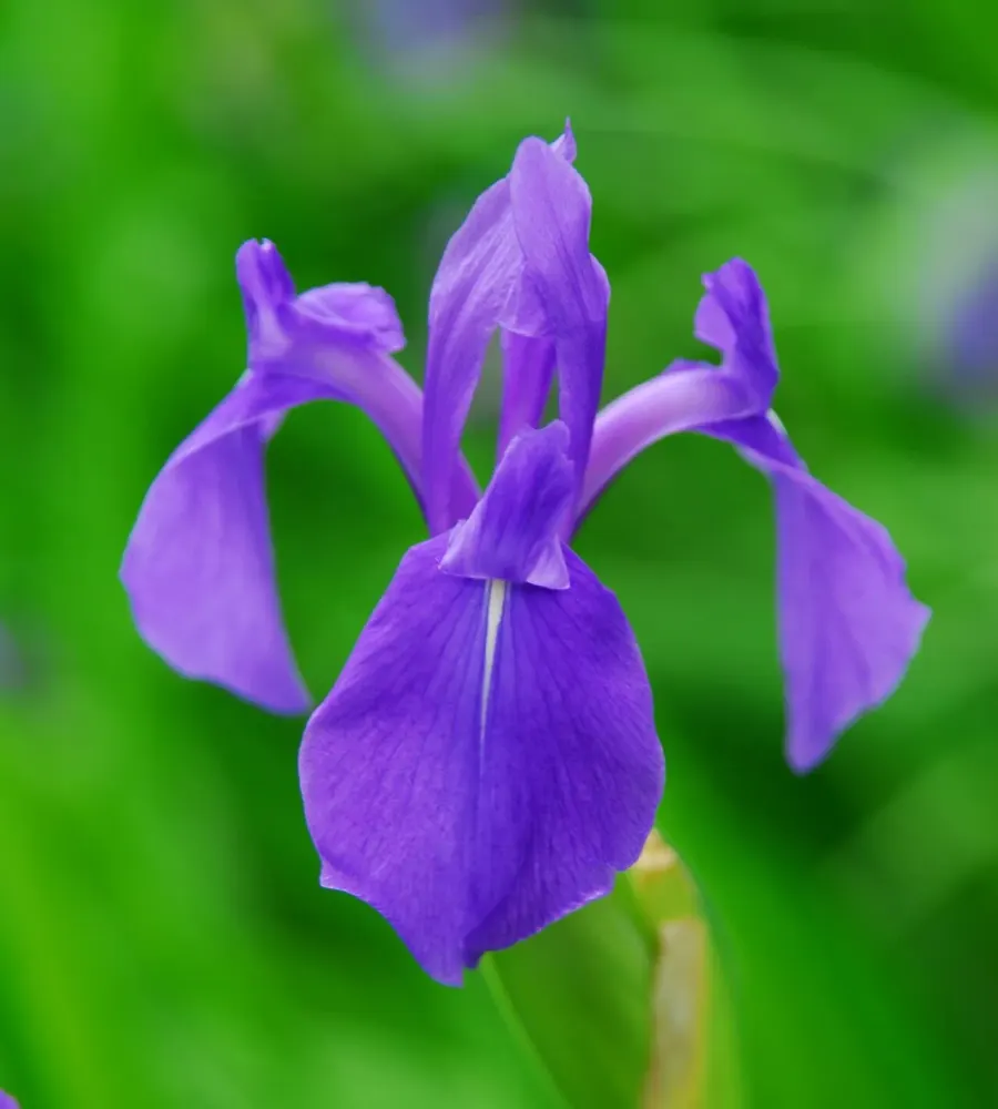 The Iris laevigata card