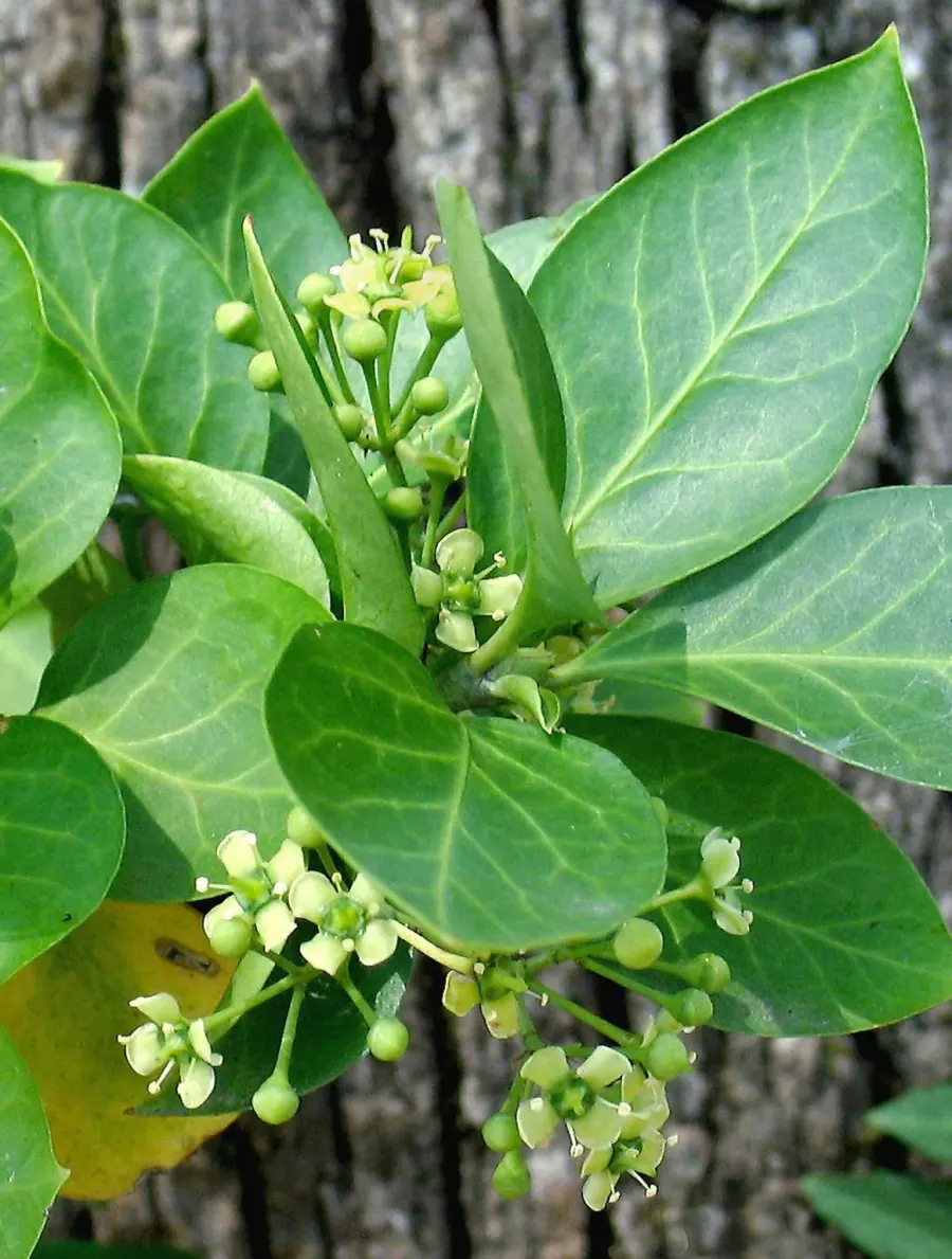 La carte Euonymus fortunei