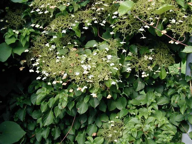 La carte Hydrangea petiolaris