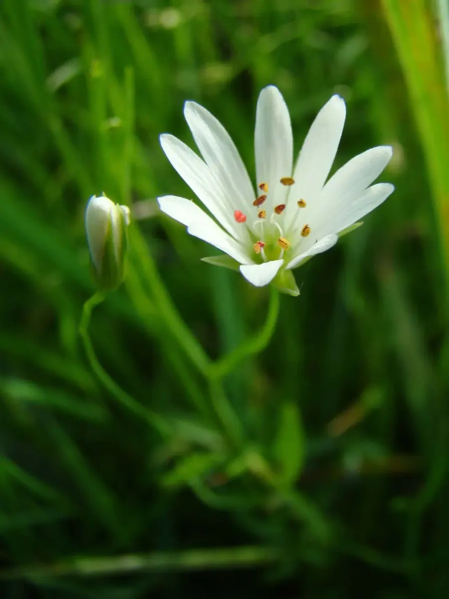 La carte Stellaria palustris