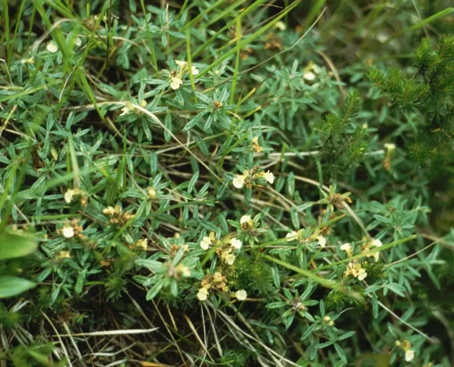 The Teucrium montanum card