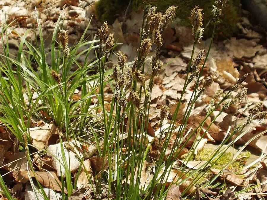 The Carex umbrosa card