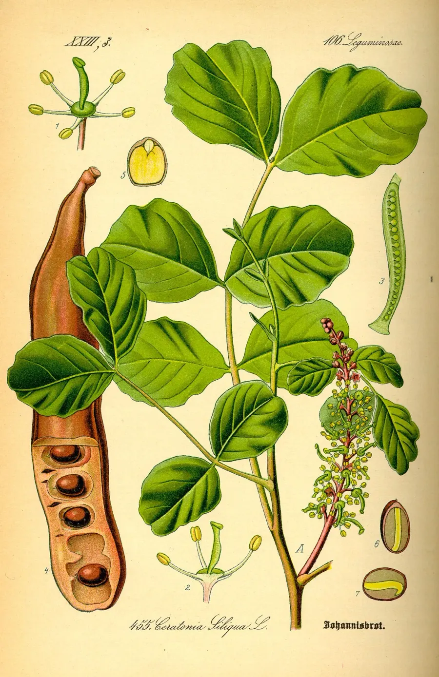 La carte Ceratonia