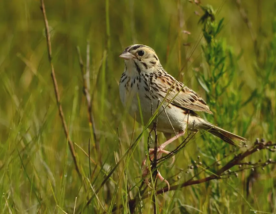 The Baird's sparrow card