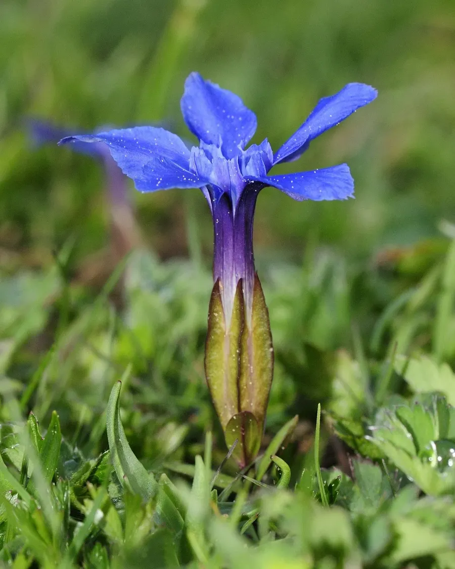 La carte Gentiane de printemps